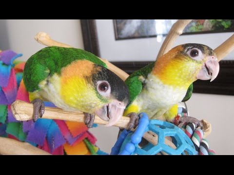 16 week old White Bellied Caique Babies — Fina and Peaches 16 week old White Bellied Caique Babies — Fina and Peaches