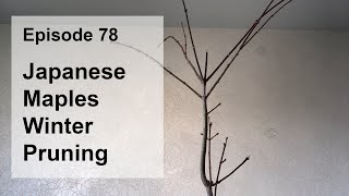 Episode 78, Japanese Maples Winter Pruning