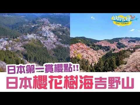 日本櫻花樹海吉野山 浪漫磅礡一片粉紅~｜日本旅遊｜放假去邊