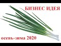 БИЗНЕС ИДЕЯ! Выгонка Лука на перо: от посадки до уборки!