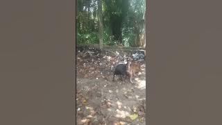 'PERCINTAAN berujung DERITA'