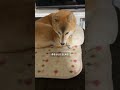 柴犬の寝相でだいたいわかる安心感TOP7　【#465】 #柴犬 #shibainu