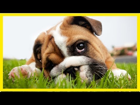 Video: 5 Mythen über Hunde