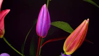 Blooming Flowers  Animation Motion Background Stock Video Footage Free For Editing