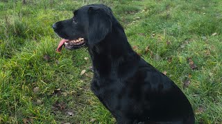 Pheasant shooting - Some of Clover's retrieves