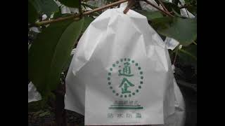06/17/2026 IMG 0098 Chocolate Wax Apple Fruit Bagging
