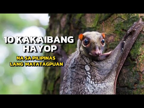 Video: Anong mga hayop ang paminsan-minsang naninirahan sa kuweba?