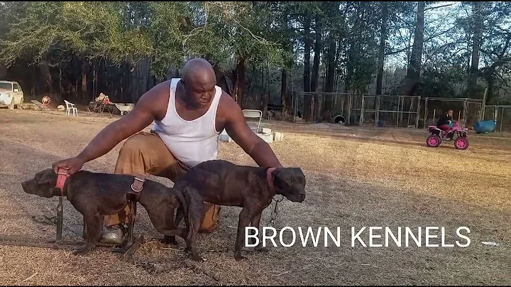 BROWNS KENNEL  THE ONE AND ONLY.   (THE ALPHA MALE )