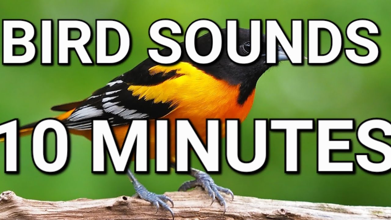 BIRD SOUNDS | 10 MINUTES - YouTube