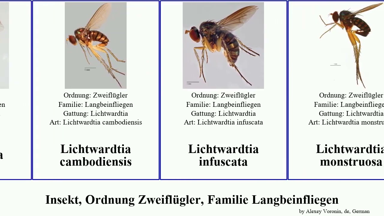 Insekt, Ordnung Zweiflügler, Familie Langbeinfliegen dolichopus lichtwardtia xanthochlorus insect