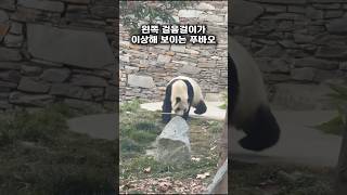 푸바오, 다리 상태 괜찮을 걸까...?