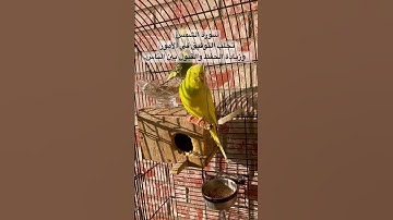 #سورة_الشمس #قرآن #فضل #السورة #المصحف #طيور #البادجي #اكسبلور #العراق #quran #birds #budgies #usa