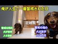 性格が似てる犬同士を遊ばせようとするとこうなる。そして俺もこうなる。【ミニチュアダックスフンド】