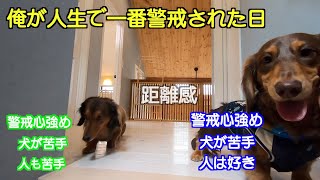 性格が似てる犬同士を遊ばせようとするとこうなる。そして俺もこうなる。【ミニチュアダックスフンド】