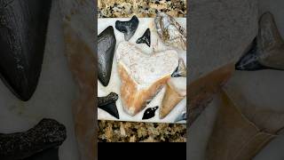 Doritos or Megalodon shark tooth?! You decide. Found in Florida while drought fossil hunting #wow￼