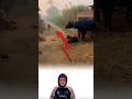 بقرة ضعيفة تحمي ولدها من النمر كاد يهلك لولا لطف الله فنج ى الصغير بقدرته Youtubeshorts Horror 