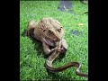 एशियाई बुलफ्रॉग सांप का शिकार कर रहा है #india #tiktok #foryou #fortnite #Indian #Tech #foryou