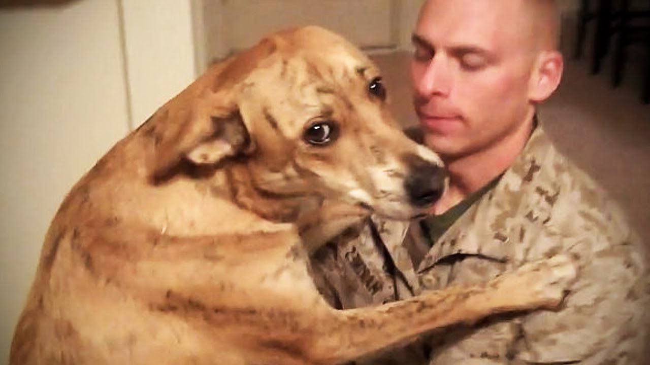 Dogs on Deployment takes care of dogs while their owners serve overseas