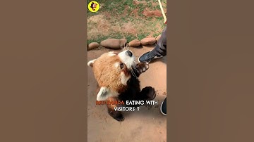 cute red panda eating with visitors 2