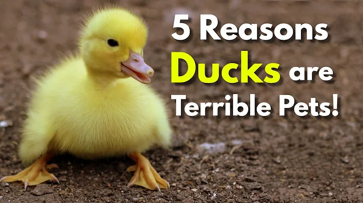 How far do ducks roam? (2023)