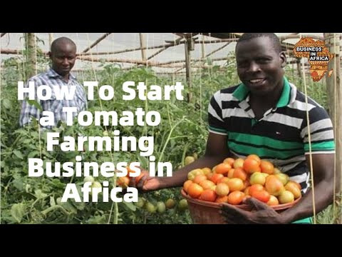 How To Start a Tomato Farming Business in Africa | BUSINESS PLAN (PDF, WORD & EXCEL
