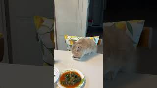 간식은 식탁에서 #먼치킨 #munchkin #반려묘 #츄르냥이 #식탁 #겸상