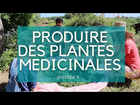 Vidéo: Ce Superbe Manuel De Remèdes à Base De Plantes Du 11ème Siècle Est Maintenant Numérisé - Matador Network