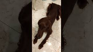 Respect #shorts #dog #irishsetter #red #petty #mydog #funnyvideo #humor #doglover  #setters #cat