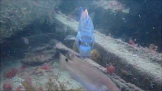 The Best of Diving in 2011