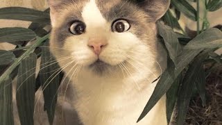 Funniest cute cats and dogs 2021| try not to laugh-funny ret animals' Life | Best funny4 by Best Funny4 24 views 3 years ago 3 minutes, 32 seconds