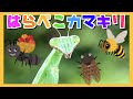 はらぺこカマキリ/おかあさんといっしょ【歌：むし岡だいき】