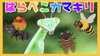 はらぺこカマキリ/おかあさんといっしょ【歌：むし岡だいき】