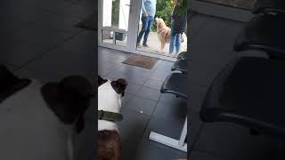 Amstaff Pasha Ve Den Retriever Karşılama Veteriner De Pitbull Americanstaffordshire Terrier