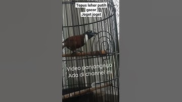 Burung masteran terbaik‼Tepus Leher putih gacor‼#trending #kicaumania #viralvideo #kicau #viral