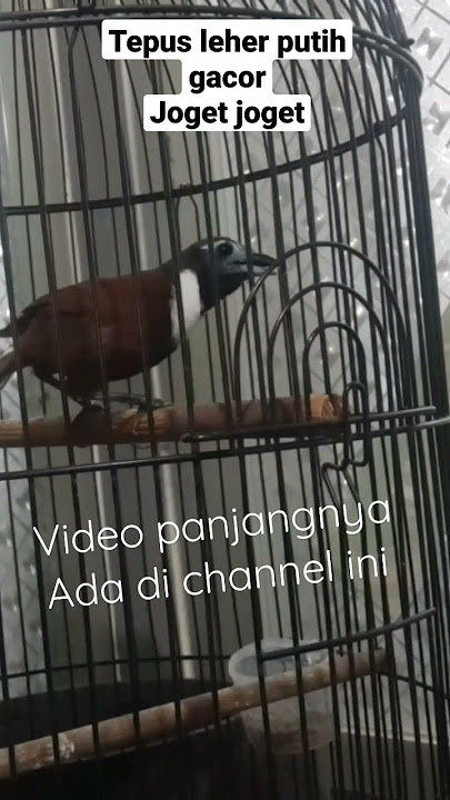 Burung masteran terbaik‼Tepus Leher putih gacor‼#trending #kicaumania #viralvideo #kicau #viral