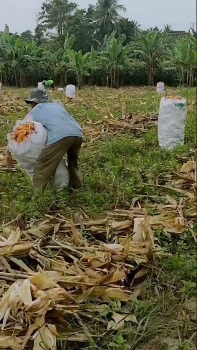 Roso || badan kecil angkat jagung satu karung || ringan aja