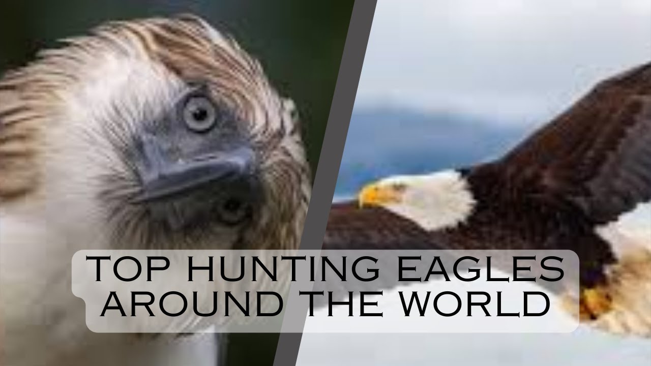 Unveiling the Hunting Eagles: Top 10 Eagles
