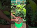 🌱 Cacao Plant Grow Bag Secret Method 🔥 Fast Growth Layering Technique #shorts #cacaoplant #gardening
