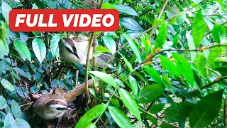 Parents Feeding Baby Birds Fight Off Ant Attack to Protect Nest (Full) – Fire Ants Vs Bulbul Family