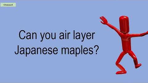 Can You Air Layer Japanese Maples?