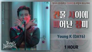 [1시간]  Young K - 건물 사이에 피어난 장미 (광고X)