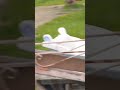 НА КОНЕФЕРМЕ