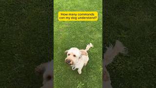 How many commands can my dog understand? #cockapoo #dog #cockapoodog #dogtraining #dogs #puppy