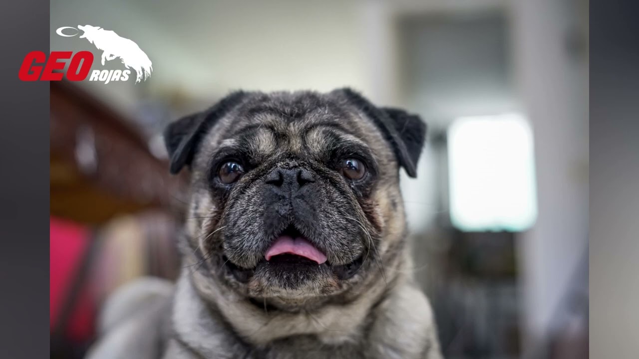 Raza PUG: Origen, características y comportamiento