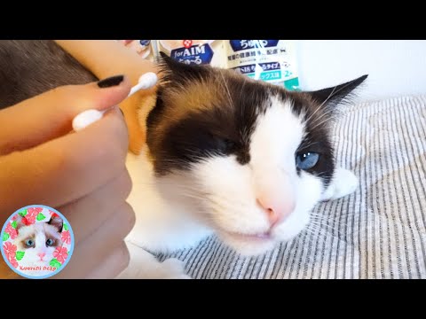 【閲覧注意】うちの猫の耳垢の汚さにドン引きして下さい Dirty cat earwax