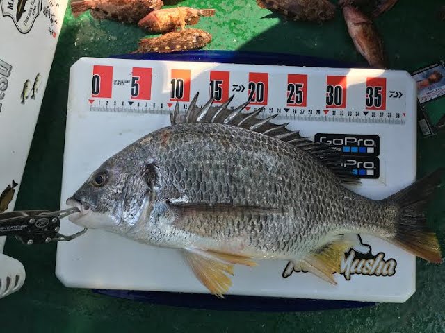 香港釣魚5月馬灣 深井 青龍頭釣蝦仔有大黃腳 紅沙立 Youtube 香港釣魚5月馬灣 深井 青龍頭釣蝦仔有大黃腳 紅沙立 Youtube