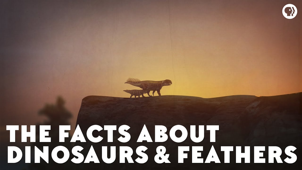 ⁣The Facts About Dinosaurs & Feathers