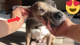 Pet MD Ear Wipes Review on Pitbull Cross - Bad for BIG Ears? by OodleLife 77 views 1 month ago 1 minute, 33 seconds