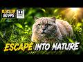 Escape Into Nature 🌍✨ | Mind Relaxing Beautiful Earth Visuals | 4K UHD 60FPS Cinematic Relaxation