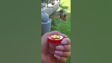 Hummingbird hand feeding (4)